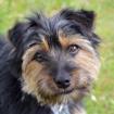 ELZA - weiblich 1 Jahr 25 cm 4 kg Yorki-Mix Gechipt Kastriert