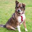 JESSICA - weiblich 3 Jahre 35 cm 8 kg Mix Gechipt Kastriert