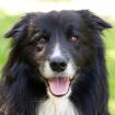 ALAIN DELON - männlich 8 Jahre 57 cm 27 kg Border Collie Gechipt Kastriert