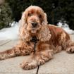 BENNY BUB - männlich 9 Jahre 45 cm 16 kg Cocker-Spaniel Gechipt
