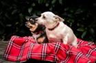 FÜRI und DOBBY CHI möchten zusammen bleiben Chihuahua - Mix - siehe Beschreibung
