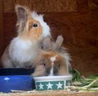 Abby und Luna - nur gemeinsam - weiblich 2 Jahre Löwenköpfchen