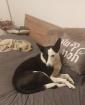Hundebetreuung Hundesitting