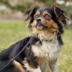 LILLIE LOU - weiblich 3 Jahre 26 cm 5 kg Mix Gechipt