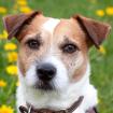 MC BRUNO - männlich 7 Jahre 35 cm 9 kg Parson Jack Russell gechipt
